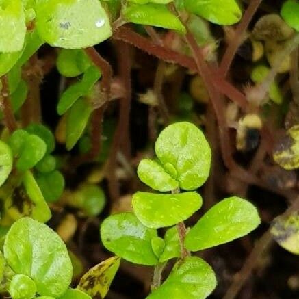 Soleirolia soleirolii Leaf