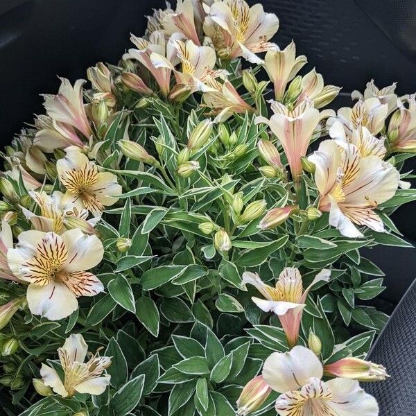 Alstroemeria aurea Blomma