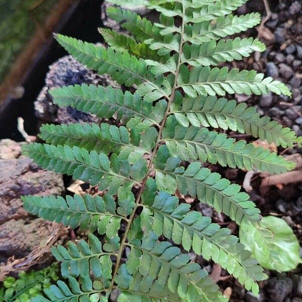 Microlepia strigosa Leaf