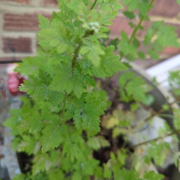 Tanacetum parthenium Leht