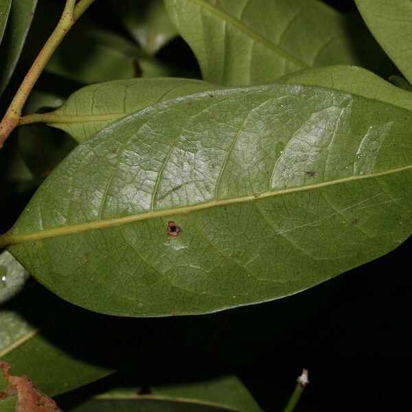 Sarcaulus brasiliensis Leaf