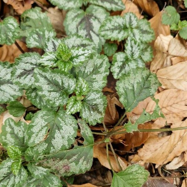 Lamium galeobdolon ᱥᱟᱠᱟᱢ