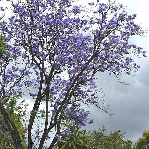 Paulownia tomentosa Blomst