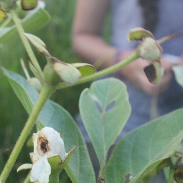 Psidium guineense Fruit