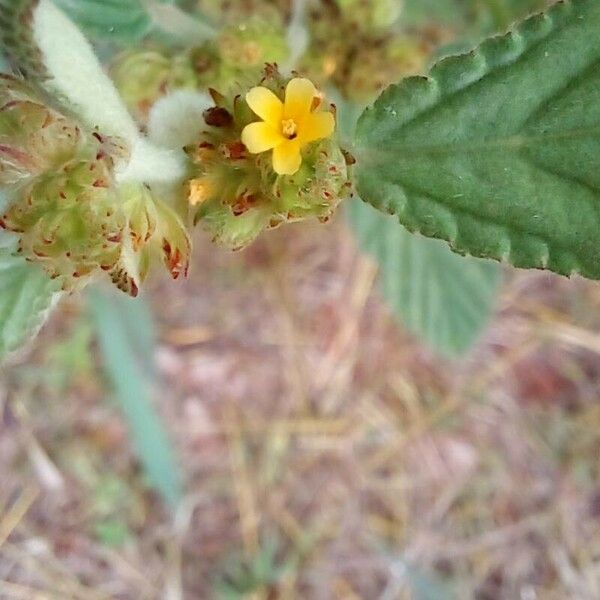 Waltheria indica Flor