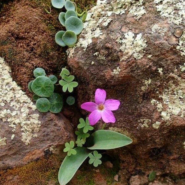 Oxalis debilis Kvet