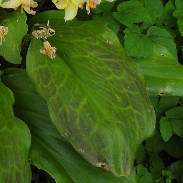 Erythronium revolutum Hoja