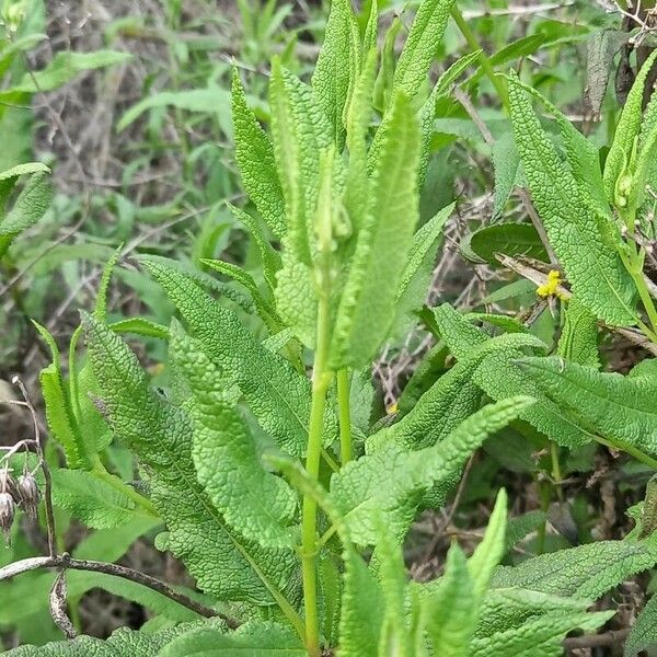 Eupatorium perfoliatum Feuille