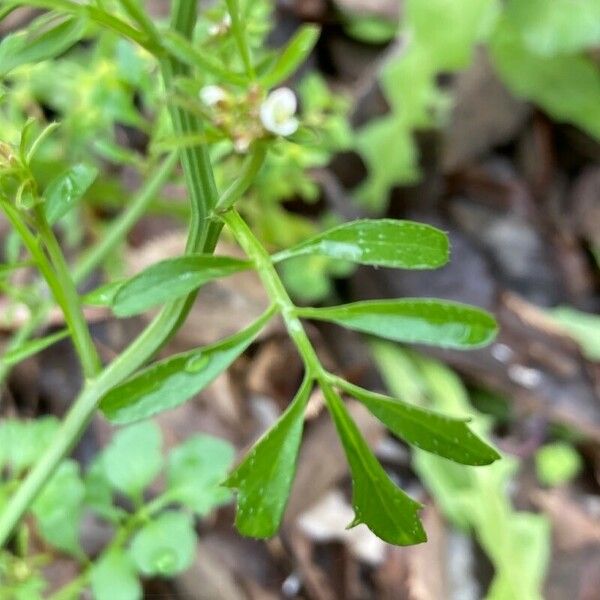 Cardamine hirsuta Hoja