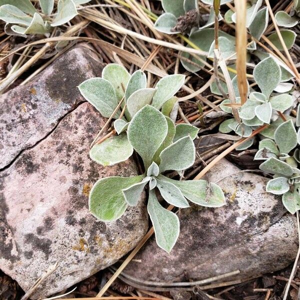 Antennaria parvifolia Feuille