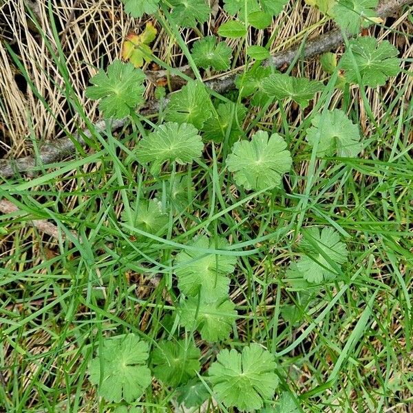 Geranium pyrenaicum Leaf