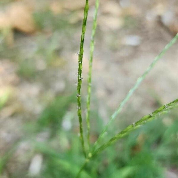 Digitaria sanguinalis ফুল