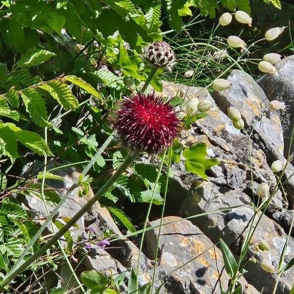 Centaurea atropurpurea Flower