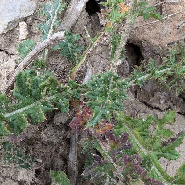 Cirsium tuberosum पत्ता