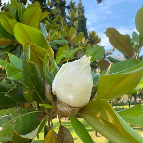 Magnolia virginiana 花