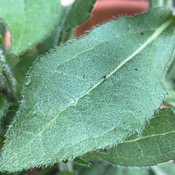 Rudbeckia hirta Leaf