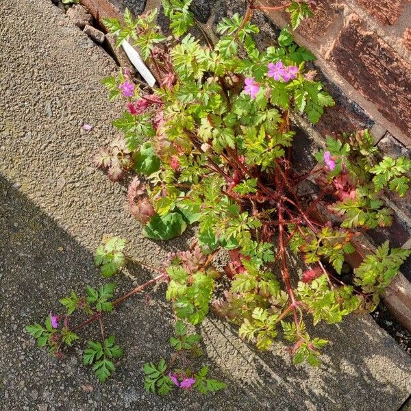 Geranium purpureum Habit