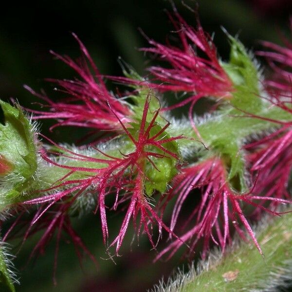 Acalypha macrostachya Flower