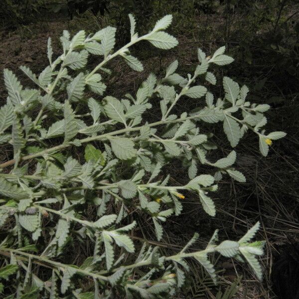 Turnera diffusa Yeri