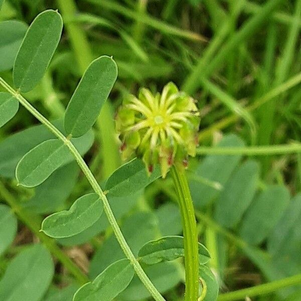 Coronilla varia 花