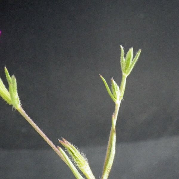 Dianthus nudiflorus ᱵᱟᱦᱟ