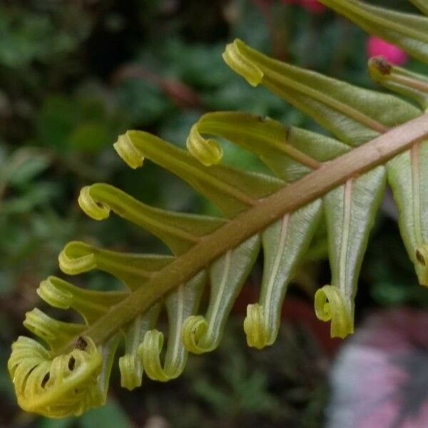 Blechnum brasiliense Fuelha