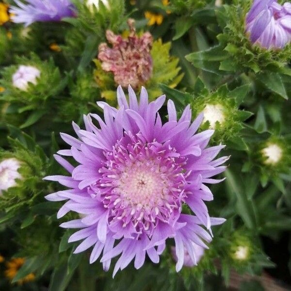 Stokesia laevis Flors