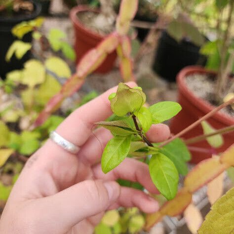 Barleria repens Квітка