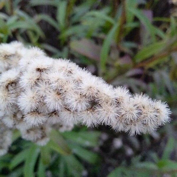 Solidago gigantea Frukt