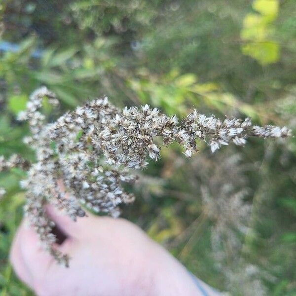 Solidago canadensis Кветка