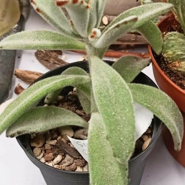 Kalanchoe tomentosa 叶