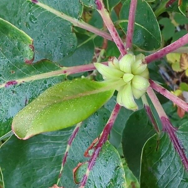 Arbutus menziesii 葉