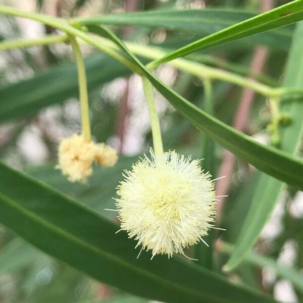 Acacia salicina Blomst