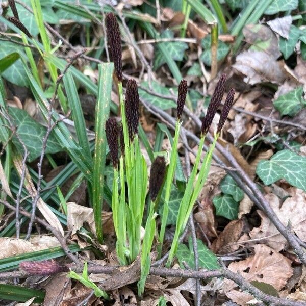 Carex pilosa Λουλούδι