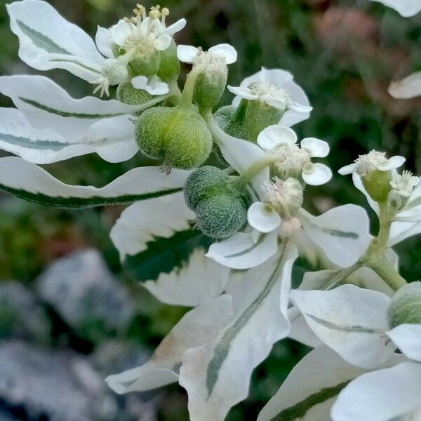 Euphorbia marginata Fruit
