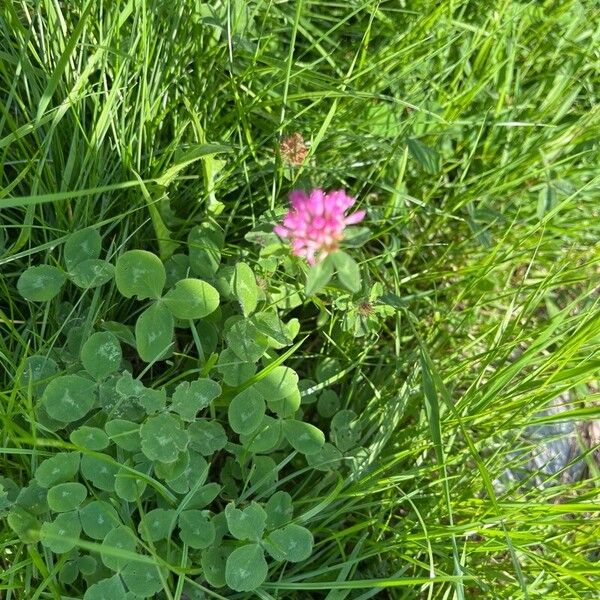 Trifolium medium 花