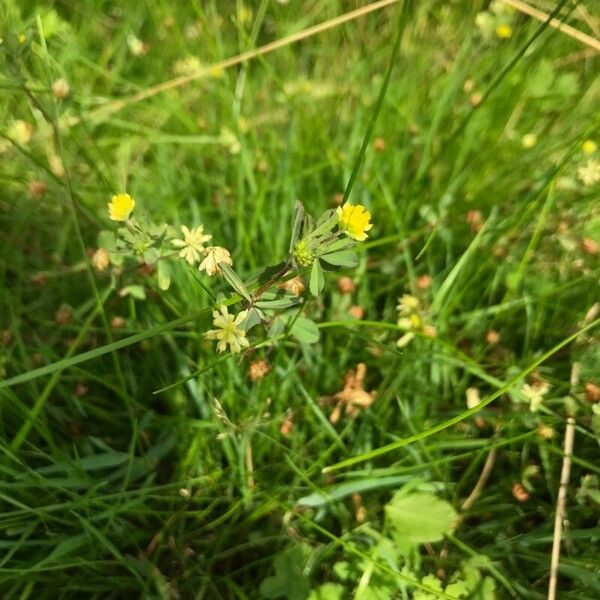 Trifolium dubium Hábito