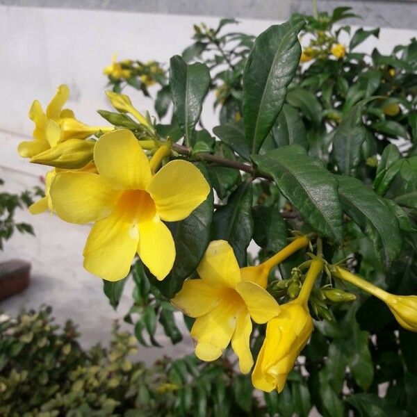 Allamanda cathartica Flower