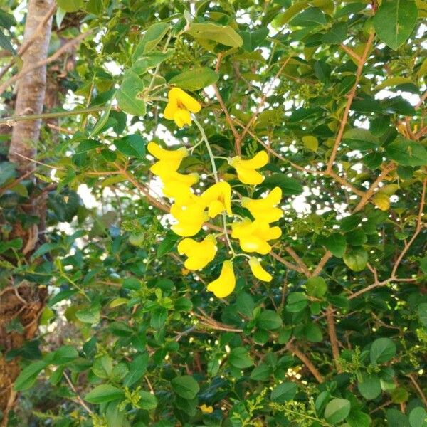 Laburnum anagyroides Kvet