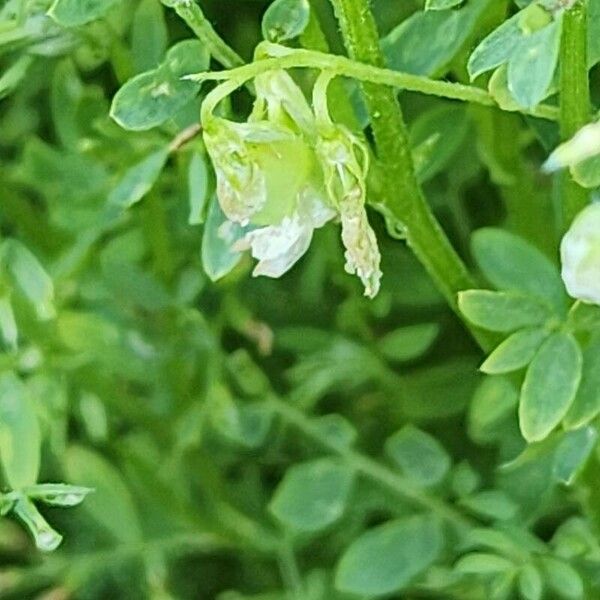 Vicia lens Gyümölcs