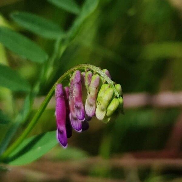 Vicia villosa Blüte