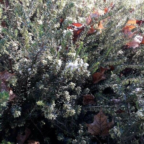 Erica arborea Flower