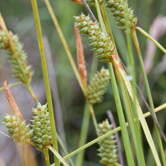 Carex extensa Fruit