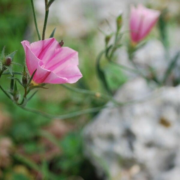 Convolvulus cantabrica 花