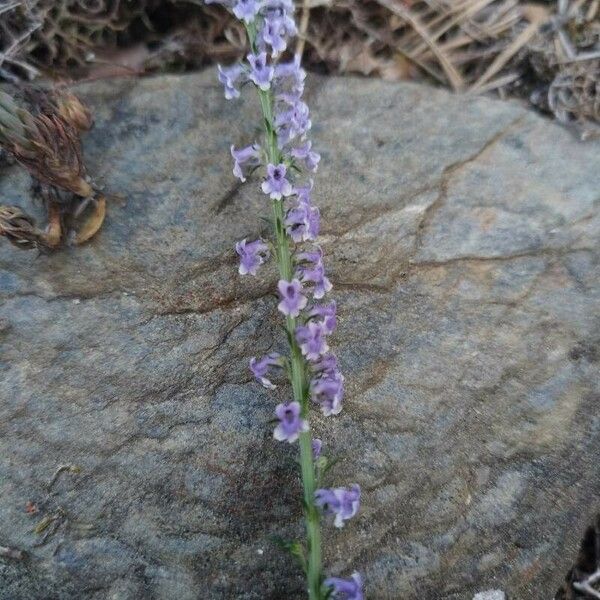 Anarrhinum bellidifolium 花