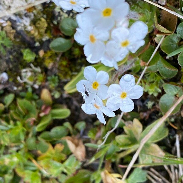 Androsace villosa പുഷ്പം