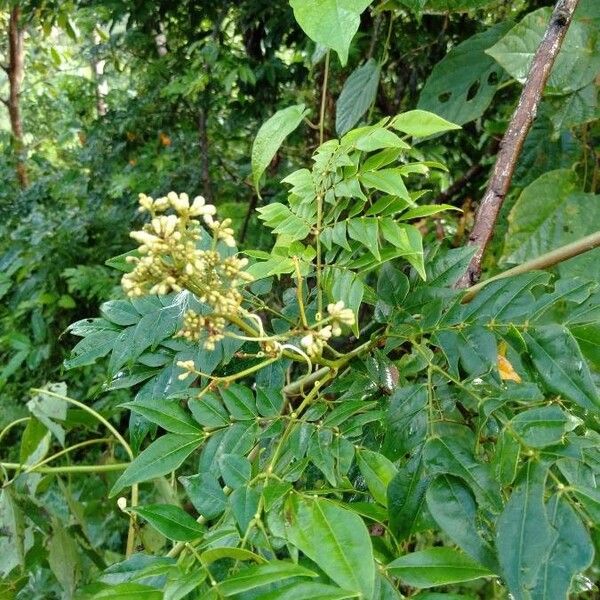 Archidendron clypearia Blüte