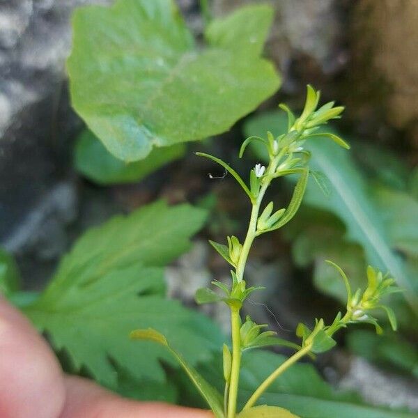 Veronica peregrina ফুল