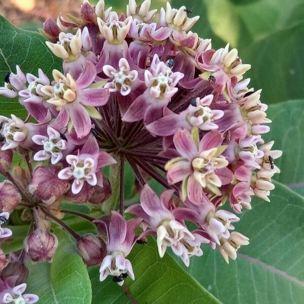 Asclepias syriaca Fiore