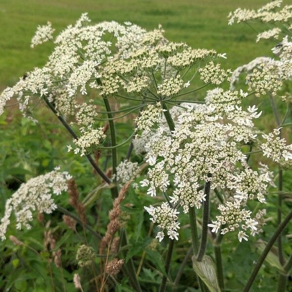 Heracleum sphondylium Blodyn